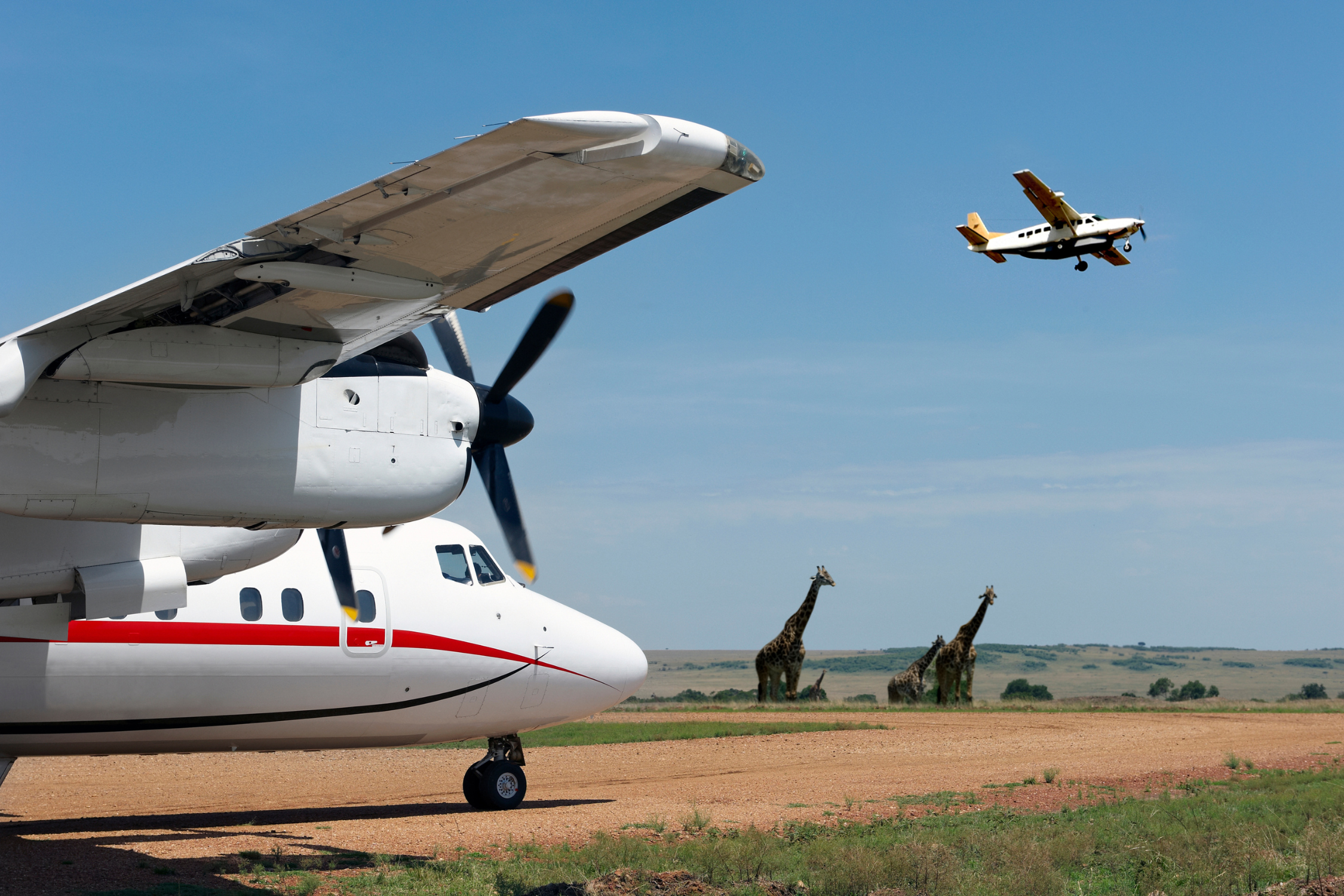 Vliegtuig met giraffen
