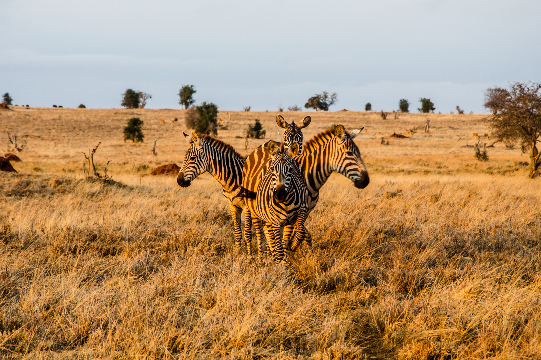 Zebra in Tsavo West nationaal park met zon