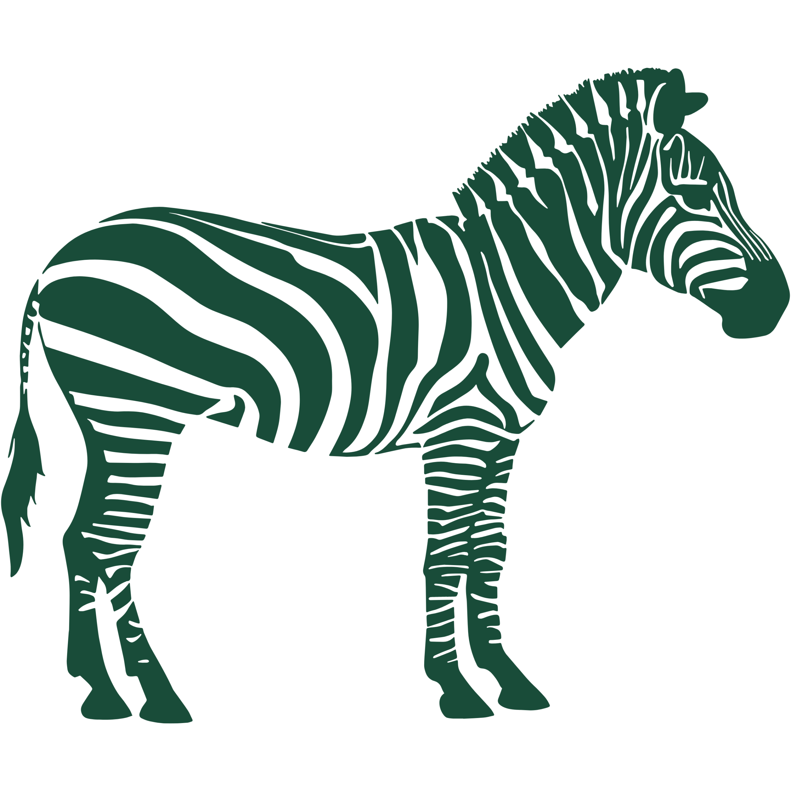 Zebra