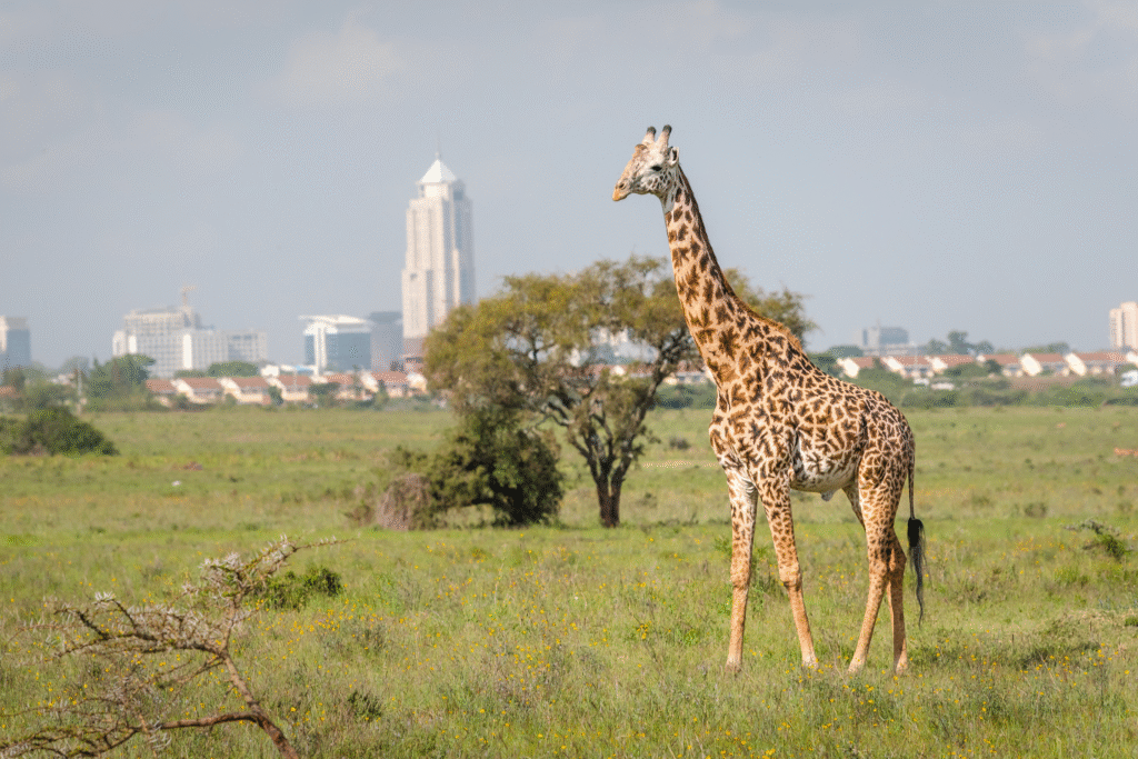 Wildlife met skyline Nairobi Wildlife met skyline Nairobi