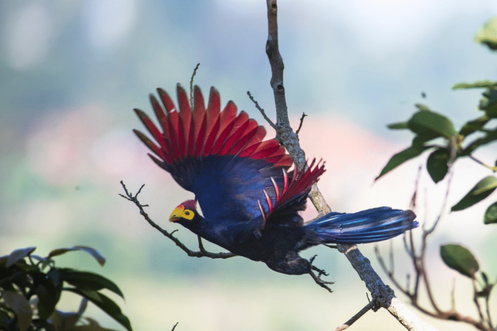 ViaVia Entebbe vogel ViaVia Entebbe vogel